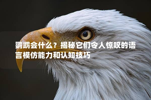 鹦鹉会什么？揭秘它们令人惊叹的语言模仿能力和认知技巧
