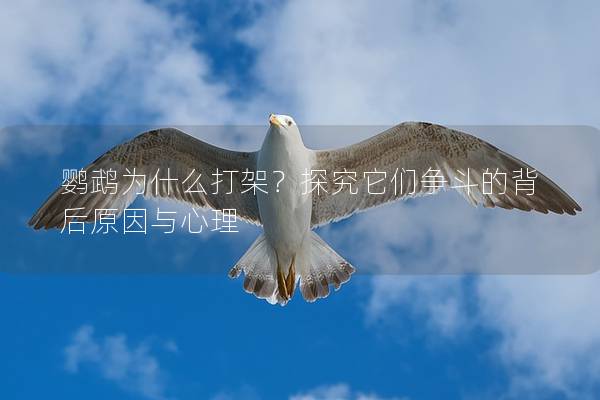 鹦鹉为什么打架？探究它们争斗的背后原因与心理