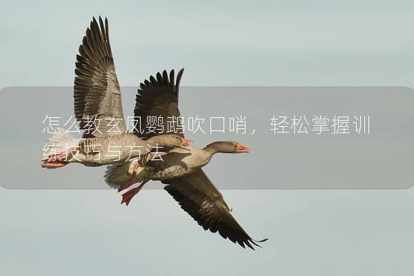 怎么教玄凤鹦鹉吹口哨，轻松掌握训练技巧与方法
