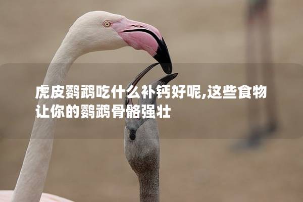 虎皮鹦鹉吃什么补钙好呢,这些食物让你的鹦鹉骨骼强壮