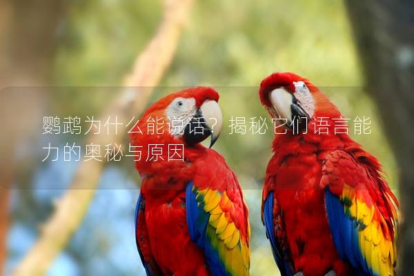 鹦鹉为什么能说话？揭秘它们语言能力的奥秘与原因