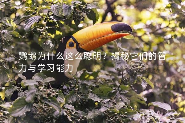 鹦鹉为什么这么聪明？揭秘它们的智力与学习能力