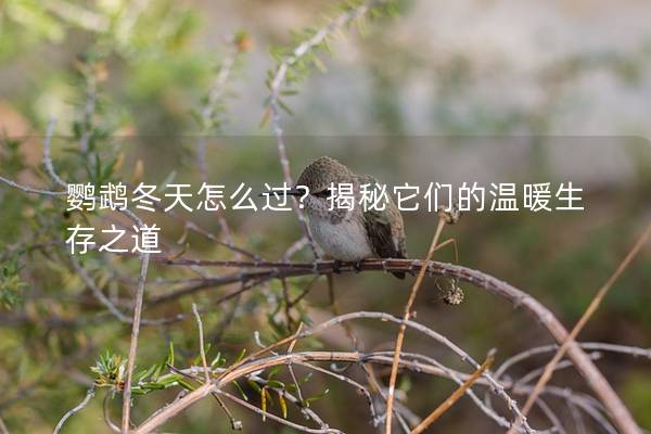 鹦鹉冬天怎么过？揭秘它们的温暖生存之道