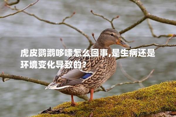 虎皮鹦鹉哆嗦怎么回事,是生病还是环境变化导致的？