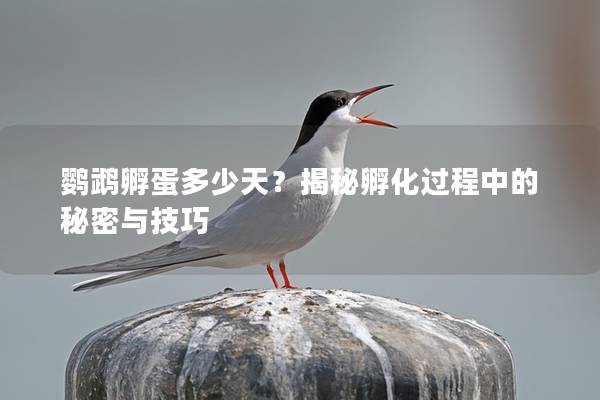 鹦鹉孵蛋多少天？揭秘孵化过程中的秘密与技巧