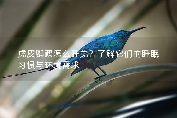 虎皮鹦鹉怎么睡觉？了解它们的睡眠习惯与环境需求