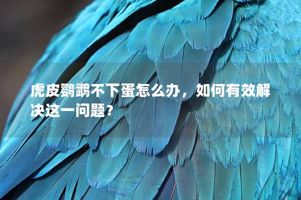 虎皮鹦鹉不下蛋怎么办，如何有效解决这一问题？