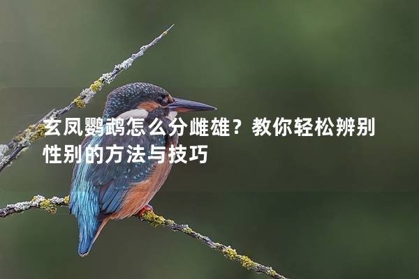 玄凤鹦鹉怎么分雌雄？教你轻松辨别性别的方法与技巧