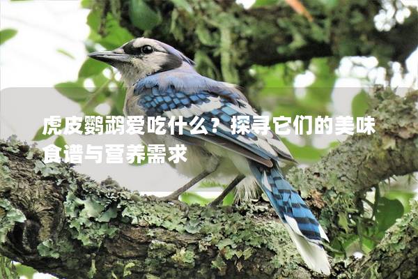 虎皮鹦鹉爱吃什么？探寻它们的美味食谱与营养需求