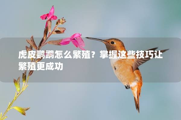 虎皮鹦鹉怎么繁殖？掌握这些技巧让繁殖更成功