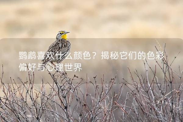 鹦鹉喜欢什么颜色？揭秘它们的色彩偏好与心理世界