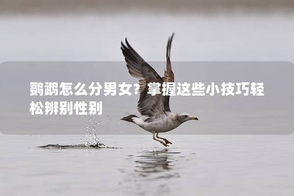鹦鹉怎么分男女？掌握这些小技巧轻松辨别性别