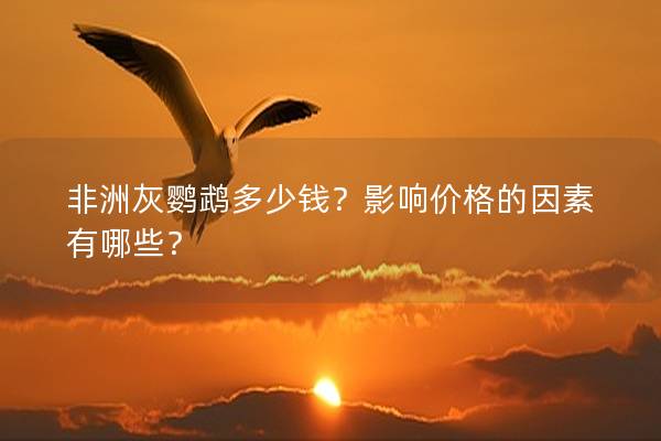 非洲灰鹦鹉多少钱？影响价格的因素有哪些？