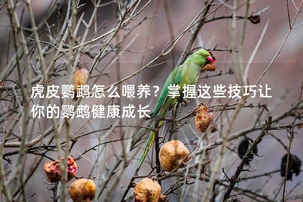 虎皮鹦鹉怎么喂养？掌握这些技巧让你的鹦鹉健康成长