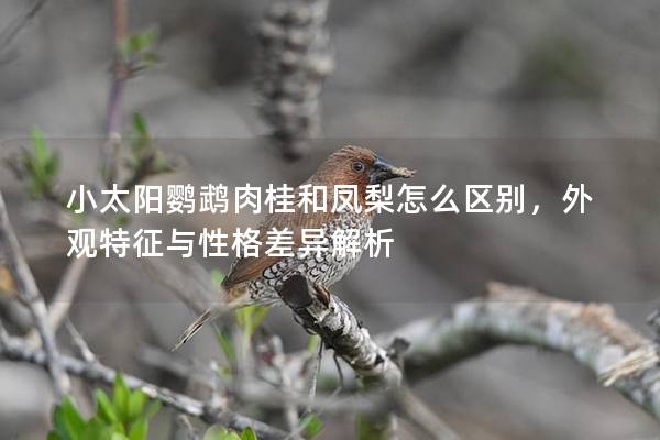 小太阳鹦鹉肉桂和凤梨怎么区别，外观特征与性格差异解析