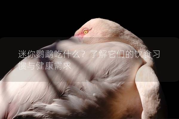 迷你鹦鹉吃什么？了解它们的饮食习惯与健康需求