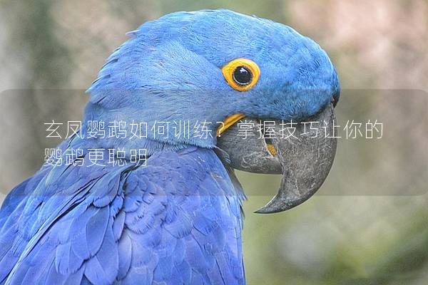玄凤鹦鹉如何训练？掌握技巧让你的鹦鹉更聪明