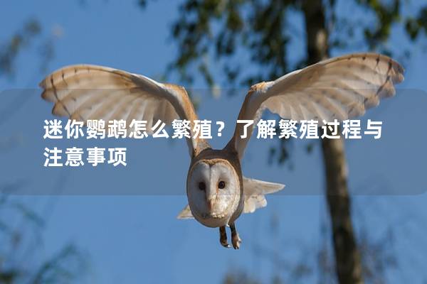 迷你鹦鹉怎么繁殖？了解繁殖过程与注意事项