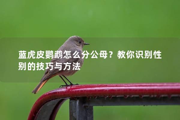 蓝虎皮鹦鹉怎么分公母？教你识别性别的技巧与方法