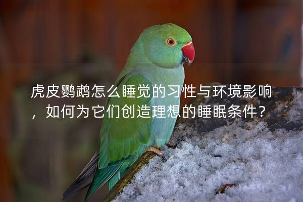 虎皮鹦鹉怎么睡觉的习性与环境影响，如何为它们创造理想的睡眠条件？