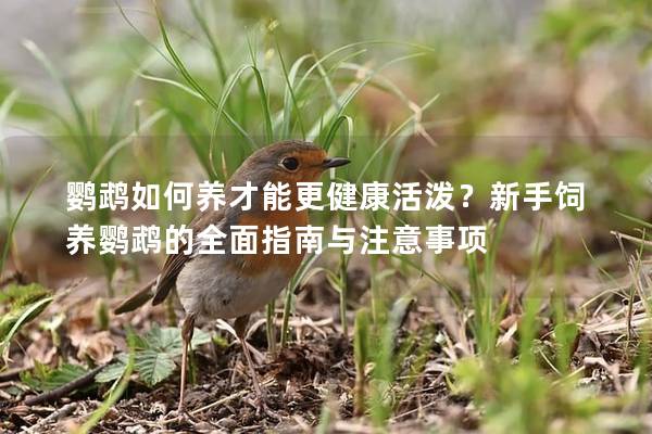 鹦鹉如何养才能更健康活泼？新手饲养鹦鹉的全面指南与注意事项