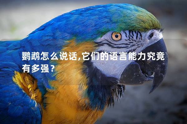 鹦鹉怎么说话,它们的语言能力究竟有多强？