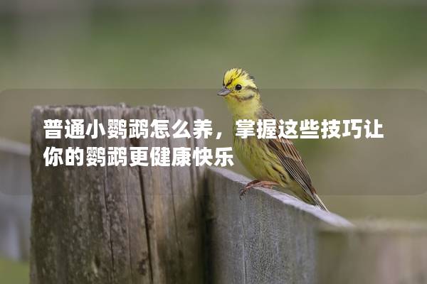 普通小鹦鹉怎么养，掌握这些技巧让你的鹦鹉更健康快乐