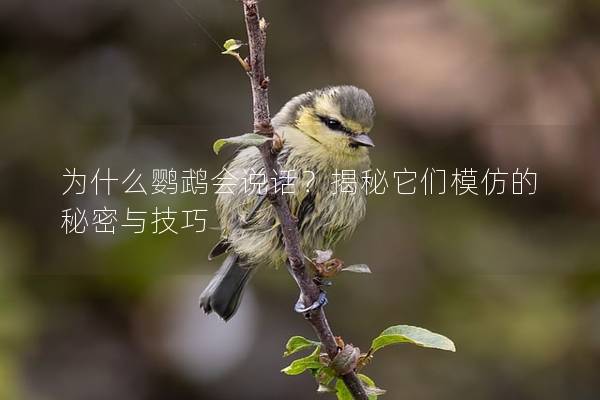 为什么鹦鹉会说话？揭秘它们模仿的秘密与技巧