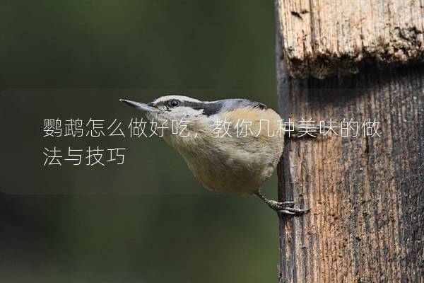 鹦鹉怎么做好吃，教你几种美味的做法与技巧