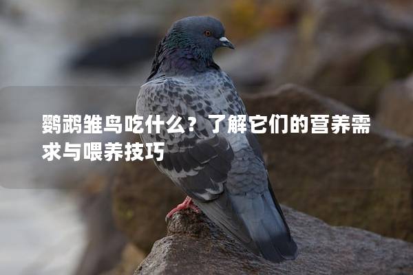 鹦鹉雏鸟吃什么？了解它们的营养需求与喂养技巧