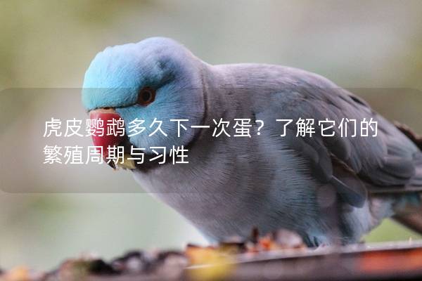 虎皮鹦鹉多久下一次蛋？了解它们的繁殖周期与习性