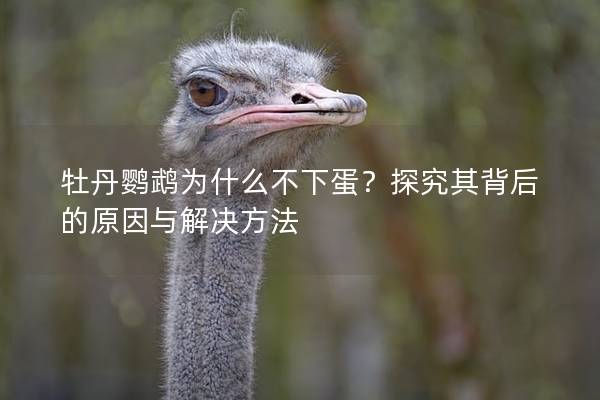 牡丹鹦鹉为什么不下蛋？探究其背后的原因与解决方法