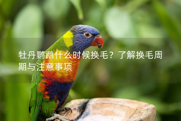 牡丹鹦鹉什么时候换毛？了解换毛周期与注意事项