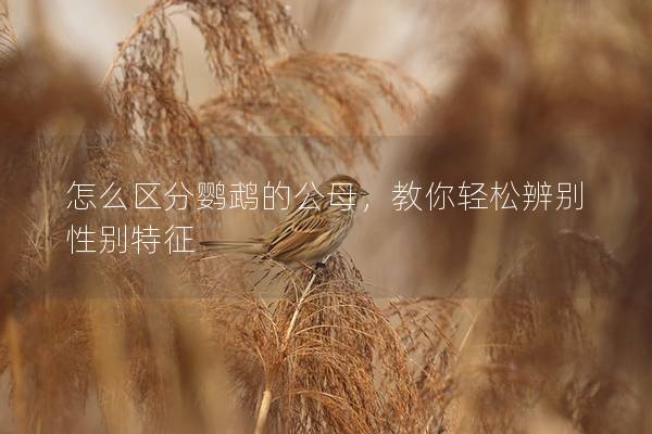怎么区分鹦鹉的公母，教你轻松辨别性别特征