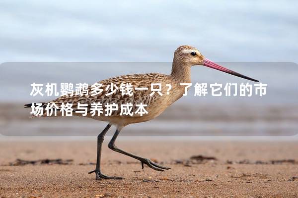 灰机鹦鹉多少钱一只？了解它们的市场价格与养护成本