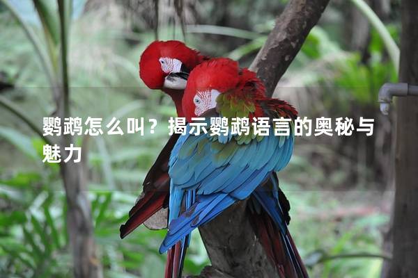 鹦鹉怎么叫？揭示鹦鹉语言的奥秘与魅力
