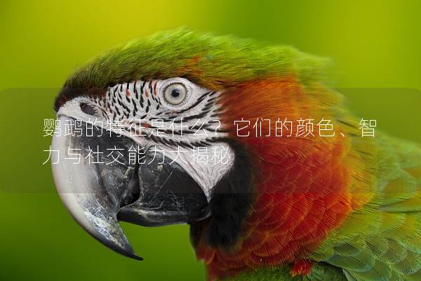 鹦鹉的特征是什么？它们的颜色、智力与社交能力大揭秘