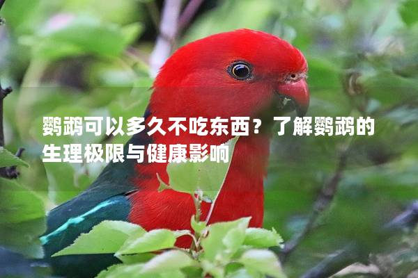 鹦鹉可以多久不吃东西？了解鹦鹉的生理极限与健康影响