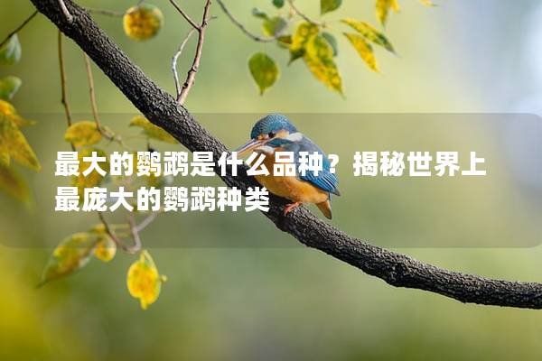 最大的鹦鹉是什么品种？揭秘世界上最庞大的鹦鹉种类