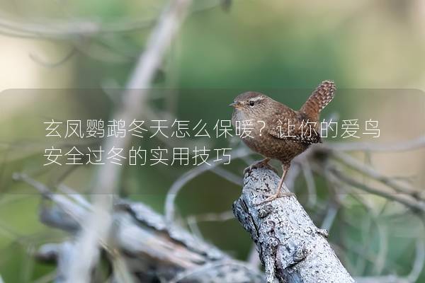 玄凤鹦鹉冬天怎么保暖？让你的爱鸟安全过冬的实用技巧