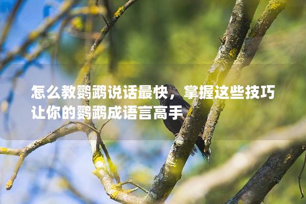 怎么教鹦鹉说话最快，掌握这些技巧让你的鹦鹉成语言高手