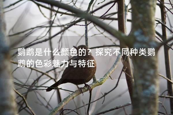 鹦鹉是什么颜色的？探究不同种类鹦鹉的色彩魅力与特征
