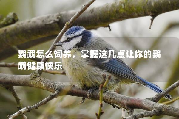鹦鹉怎么饲养，掌握这几点让你的鹦鹉健康快乐
