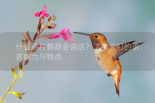 什么品种鹦鹉会说话？了解它们的语言能力与特点