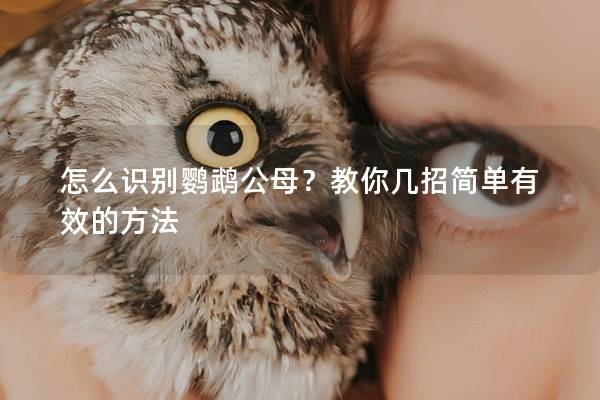怎么识别鹦鹉公母？教你几招简单有效的方法