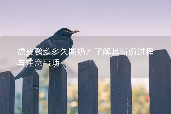 虎皮鹦鹉多久断奶？了解其断奶过程与注意事项