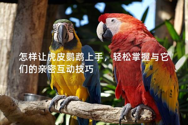 怎样让虎皮鹦鹉上手，轻松掌握与它们的亲密互动技巧