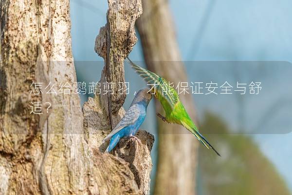 怎么给鹦鹉剪羽，才能保证安全与舒适？