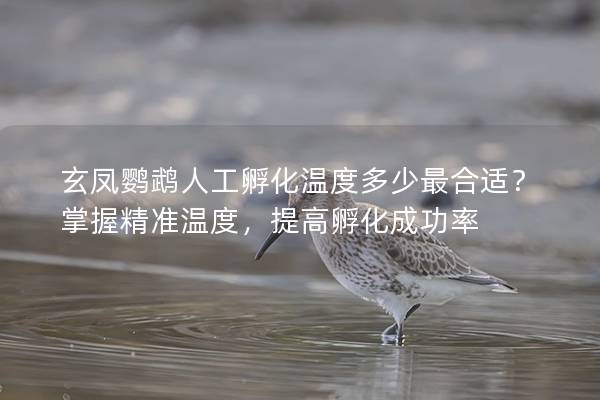 玄凤鹦鹉人工孵化温度多少最合适？掌握精准温度，提高孵化成功率