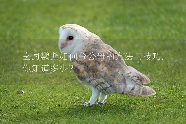 玄凤鹦鹉如何分公母的方法与技巧,你知道多少？